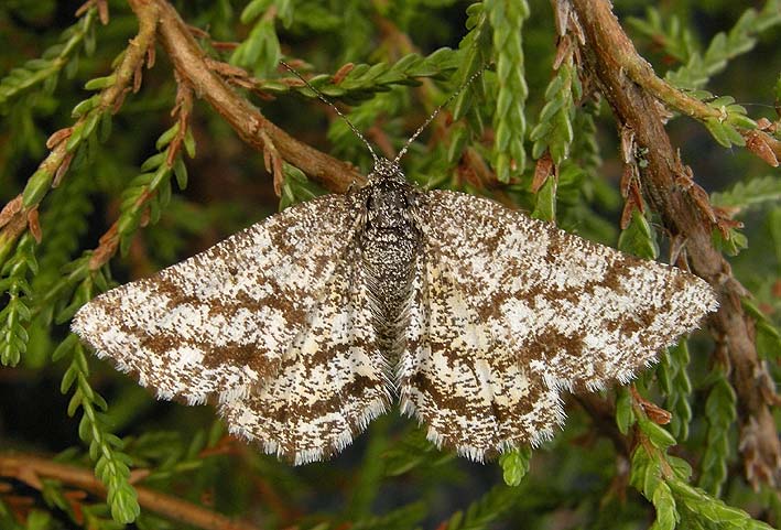 Femelle, landes du Cragou, Plougonven (Finistre), 20 mai 2009, photo Franois Sit.