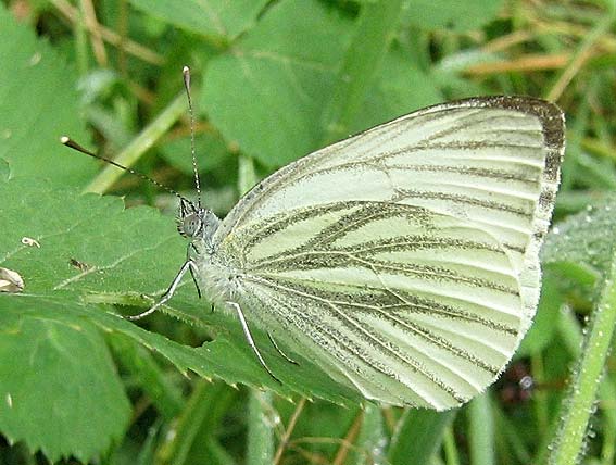 Prairie de Kergreis, Plougonven (29), juillet 2003.