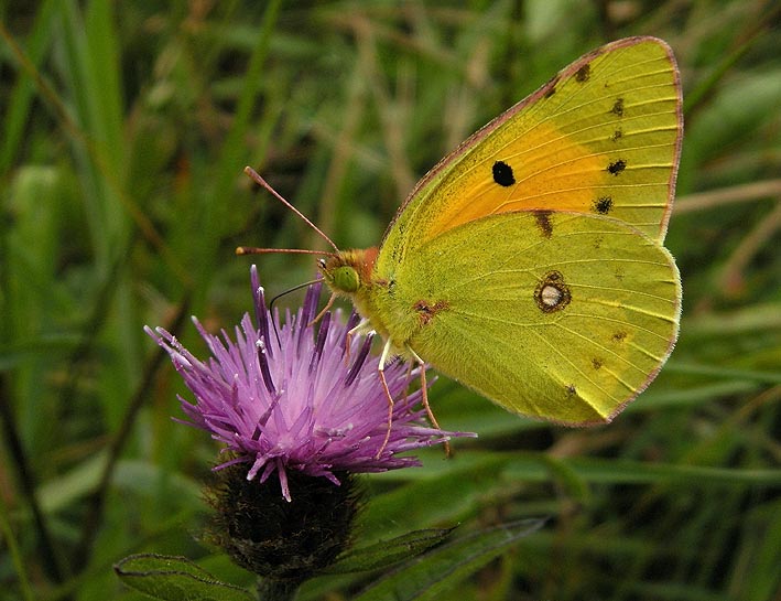 Prairie, Kergreis-Kerloret, Plougonven (Finistre), 20 juillet 2010, photo Franois Sit.