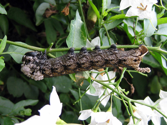 Chenille, forme brune.