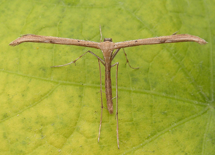 stenoptilia-bipunctidactyla.jpg