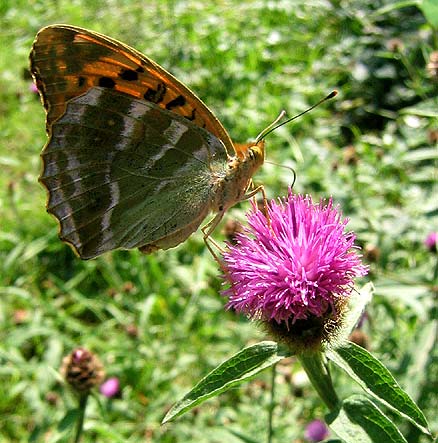 Bois de Lestrzec, Berrien (29), juillet 2006.