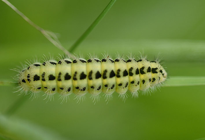 Chenille, prairie de Kergreis, Plougonven (Finistre), 13 juin 2010, photo Jean-Michel Lucas.